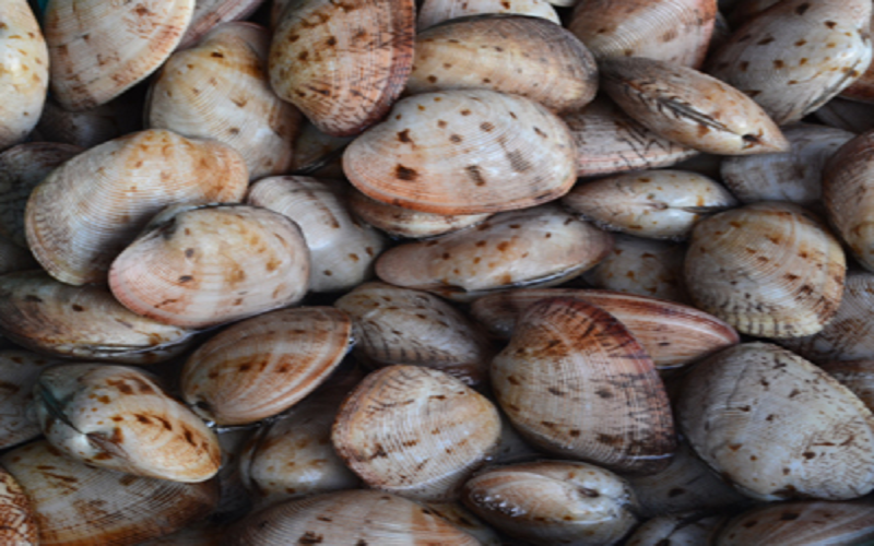 Ngao hai cùi nướng mỡ hành